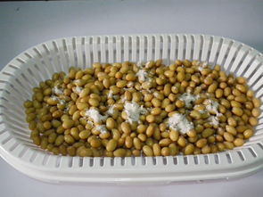 自制納豆的做法,自制納豆怎么做好吃,自制納豆的家常做法 西馬梔子