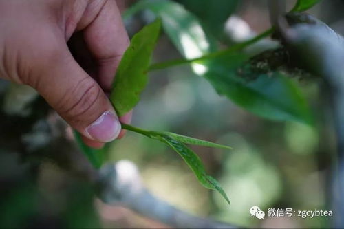 挑戰極限 從門外漢到自研熟普發酵技術 坐擁600萬粉絲,這個85后怎么做到的