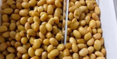 納豆的神奇功效(探索納豆的作用及食用方法)