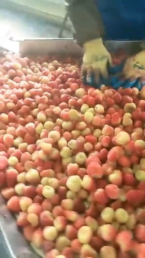 等進(jìn)了食品廠才發(fā)現(xiàn),草莓醬都是用這種草莓,沒有網(wǎng)上說的那么不堪